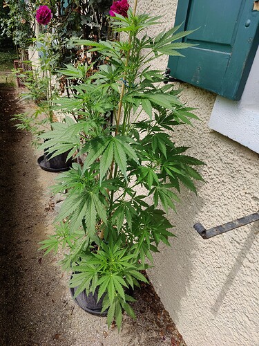 Growreport Bild 15