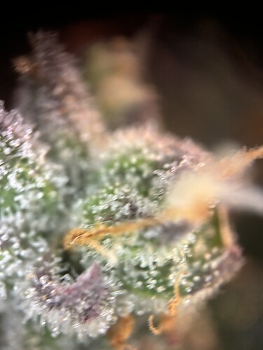 Growreport Bild 93