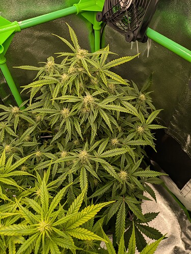 Growreport Bild 21