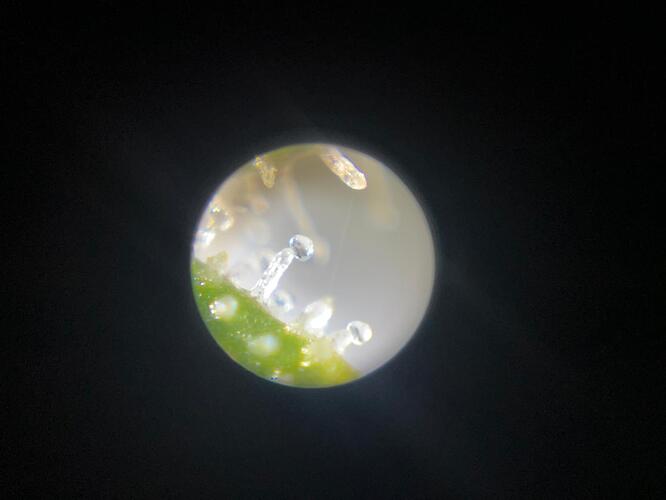 Growreport Bild 6
