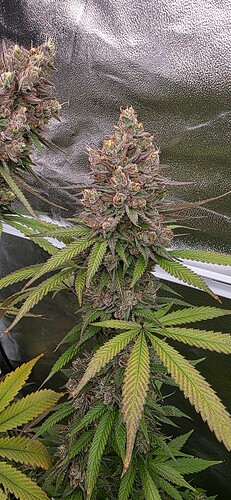 Growreport Bild 39