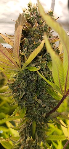 Growreport Bild 8