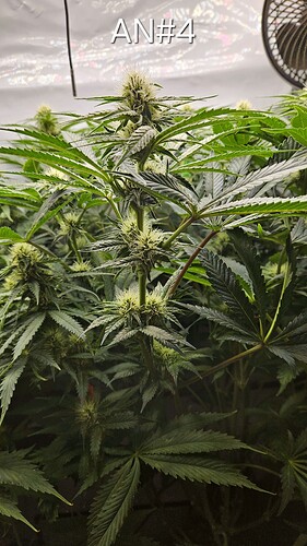 Growreport Bild 2