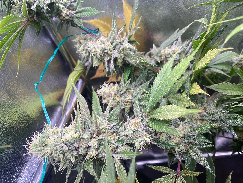 Capi pfuscht wieder. 3 Strains aufm Dachboden + anderen Spaß