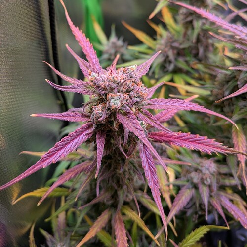 Growreport Bild 9