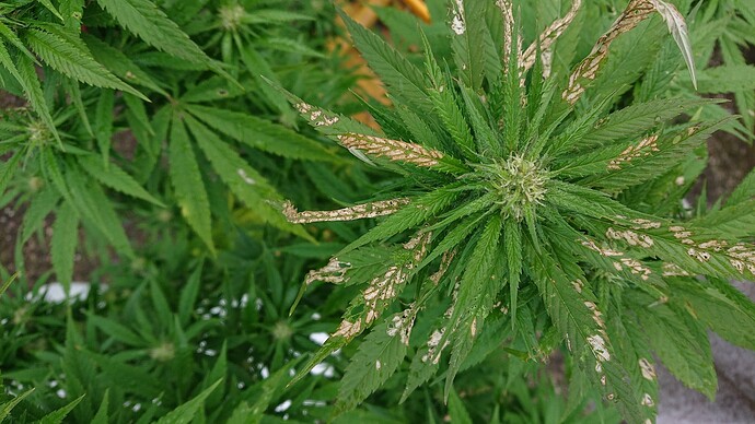 Growreport Bild 5