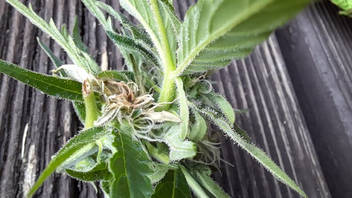 Growreport Bild 55