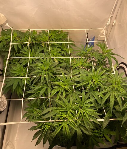 Growreport Bild 8