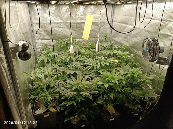 Growreport Bild 3