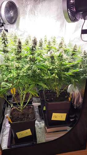 Growreport Bild 5