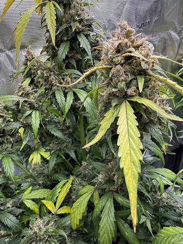 Growreport Bild 30