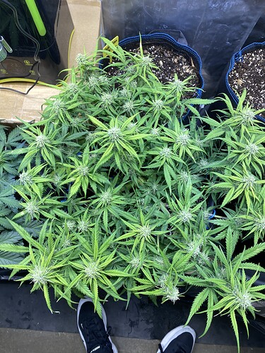 Growreport Bild 19