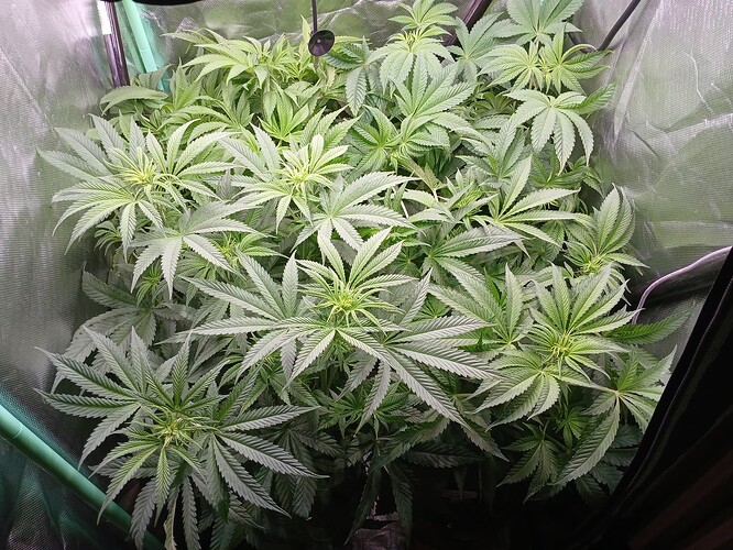 Growreport Bild 2