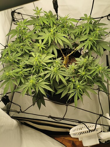 Growreport Bild 9