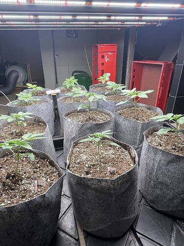 Growreport Bild 13