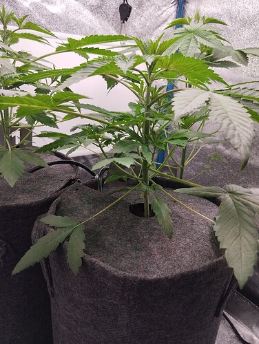 Growreport Bild 13