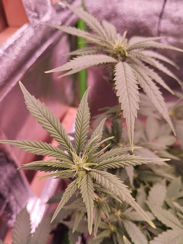 Growreport Bild 15