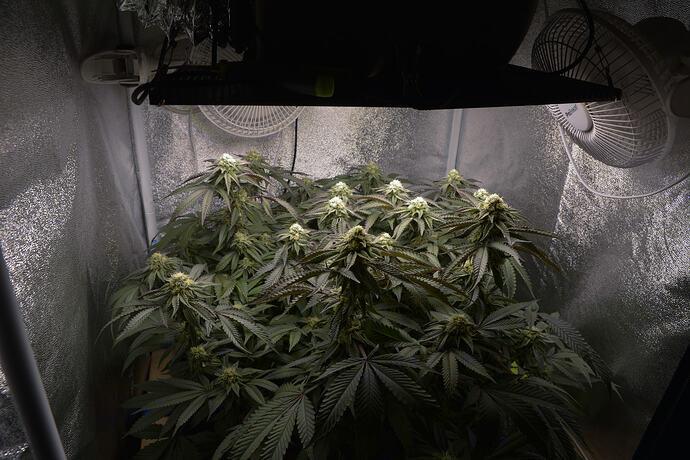 Growreport Bild 5