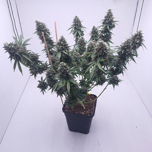 Growreport Bild 3