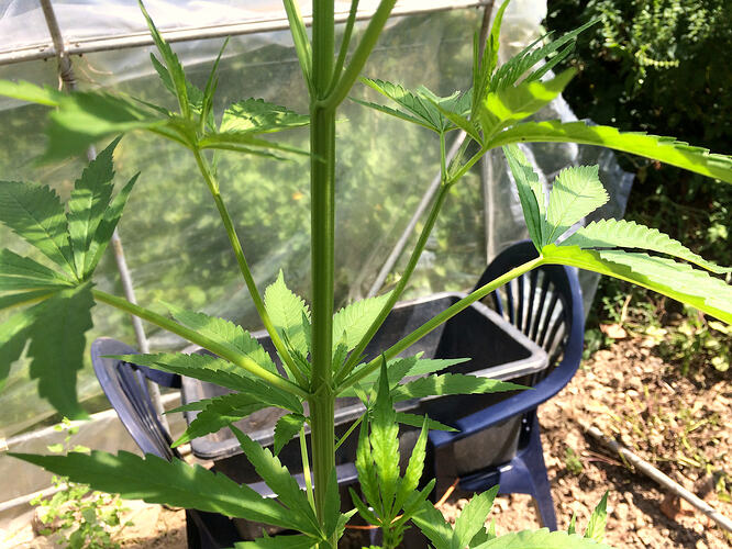Grow26071206
