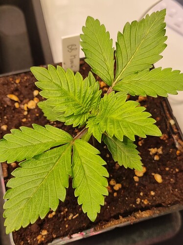 WhatsApp Image 2024-11-06 at 18.30.45 (4)