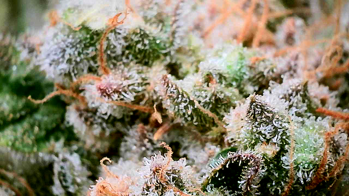 Nahaufnahme eines stark mit Trichomen bedeckten Cannabis-Buds.