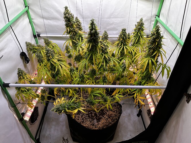 Growreport Bild 1