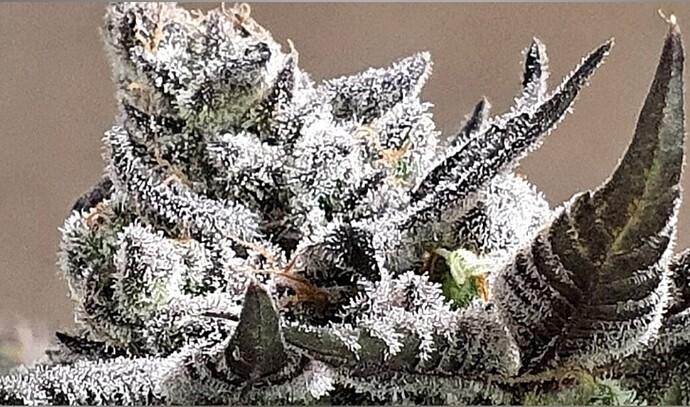 Screenshot_20251223-113341_YouCut - Video Editor