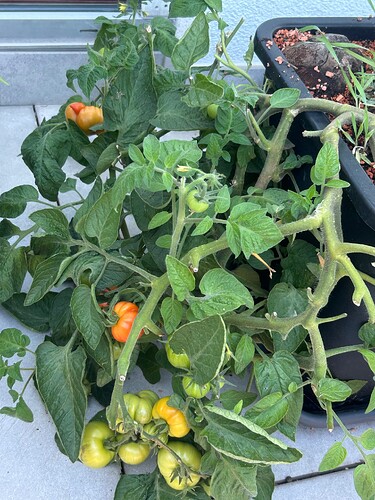 Growreport Bild 28