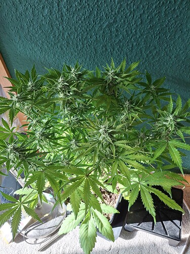 Growreport Bild 4
