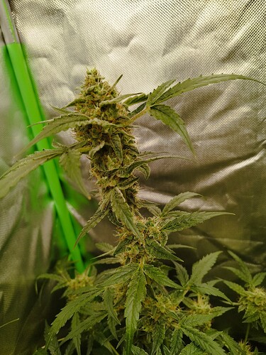 Eine blühende Cannabispflanze mit dichten Blütenständen und grünen Blättern, die in einer Growbox wächst.