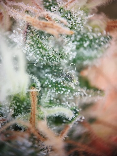 IMG_20250306_203814 - Kopie