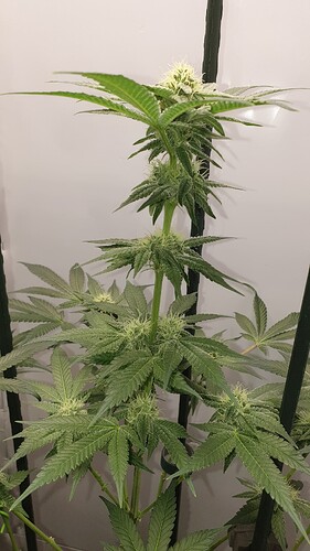 Growreport Bild 9