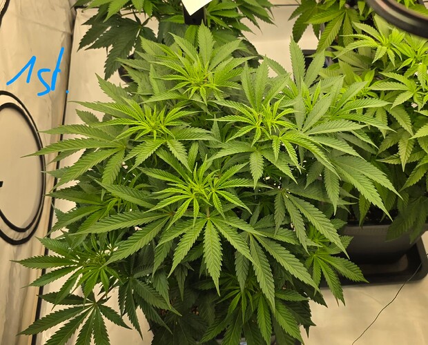 Growreport Bild 29
