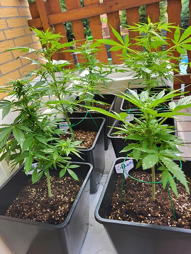 Growreport Bild 2