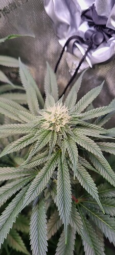 Growreport Bild 16