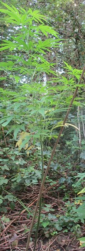 Indicas August1