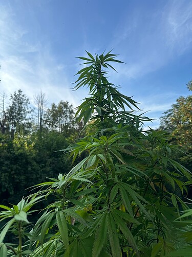 Growreport Bild 7