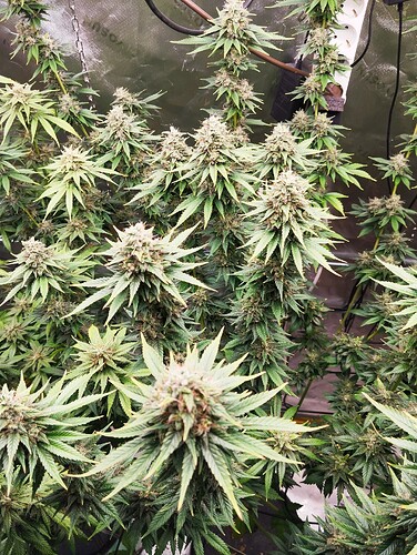 Growreport Bild 18