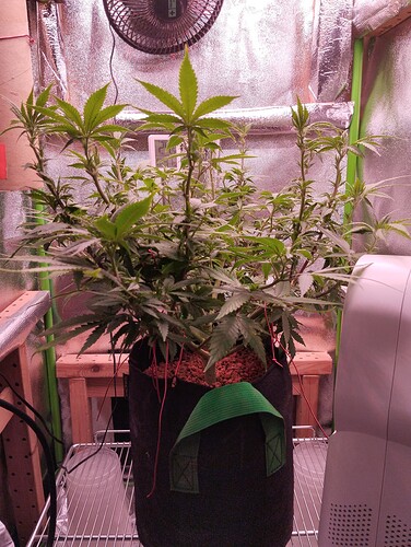 Growreport Bild 2