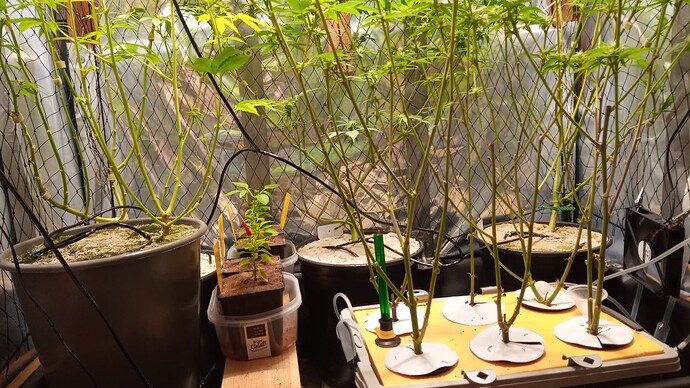 Growreport Bild 5
