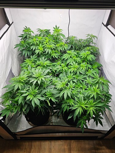 Growreport Bild 1