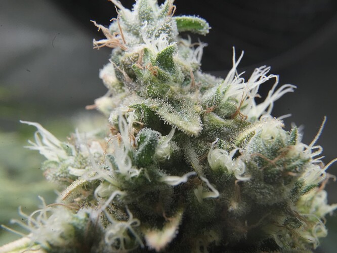Trichomes6