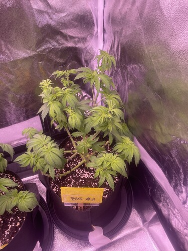 Growreport Bild 4