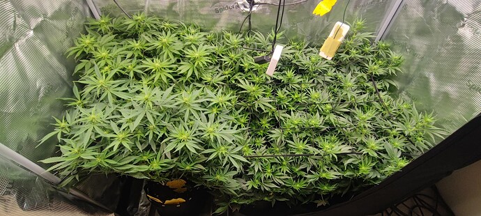 Growreport Bild 11