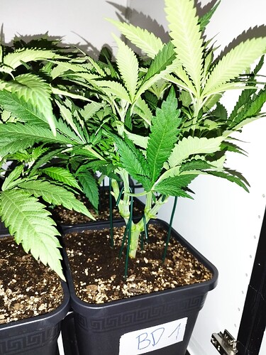 Growreport Bild 15
