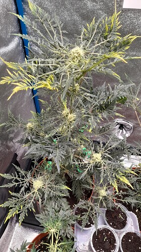 Growreport Bild 10