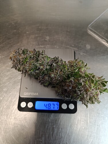 Growreport Bild 4