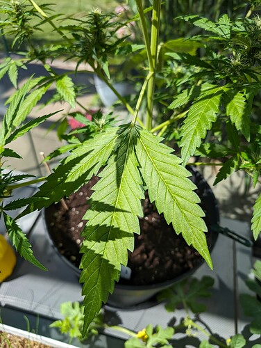 PXL_20240609_085127265