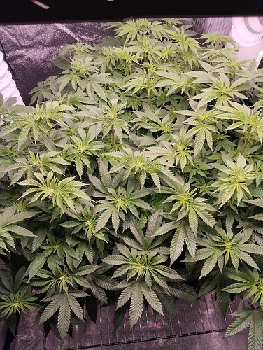 IMG_20250116_205422 - Kopie